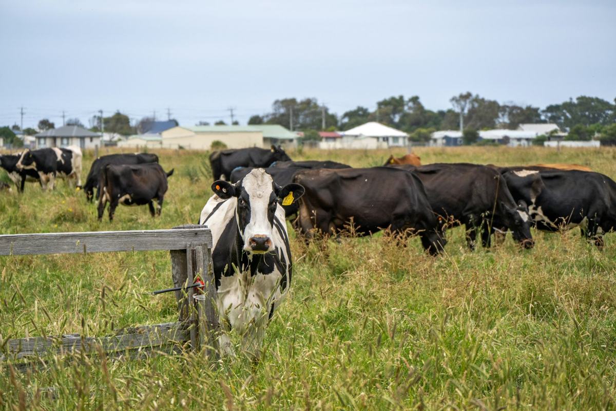 Cattle grazing in a green paddock in Gippsland